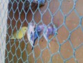/album/fenykepgaleria/imagesb-ubzzttttttttttttttttttkkkkkkkooeeee-jpeg/